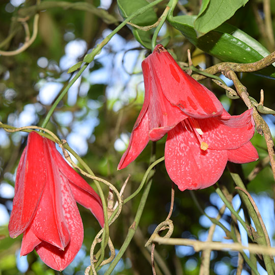 Flor Copihue en el bosque del Parque Museo