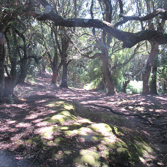 Bosque esclerófilo de clima mediterráneo, bosque nativo, dominado por boldos, peumos, olivillos y el litre, en el Parque Museo.