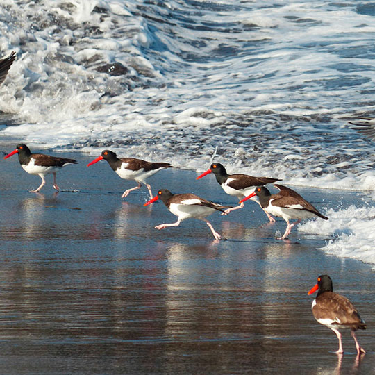 Pilpilén común (Haematopus palliatus) en Playa Desembocadura, Parque Museo Pedro del Río Zañartu