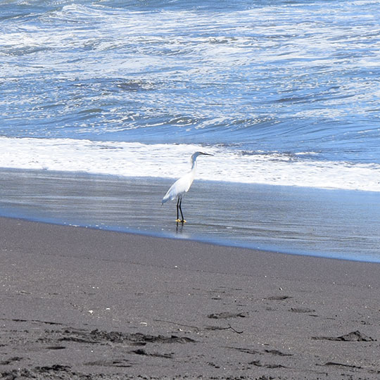 Garza Blanca, en Playa Desembocadura, Parque Museo Pedro del Río Zañartu