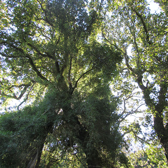 Bosque Nativo, formado por Boldos, Peumos, Olivillos y Litre, Parque Museo Pedro del Río Zañartu