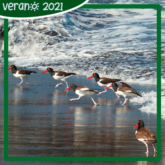 Pilpilén común (Haematopus palliatus) en Playa Desembocadura, Parque Museo Pedro del Río Zañartu