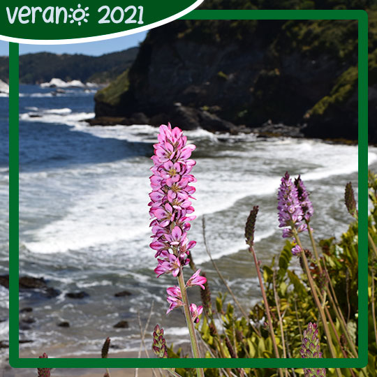 Vara de mármol o Llaupangue (Francoa appendiculata) Flor presente en las costas del Parque. 