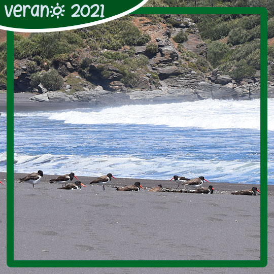 Pilpilén común (Haematopus palliatus) en Playa Desembocadura, Parque Museo Pedro del Río Zañartu