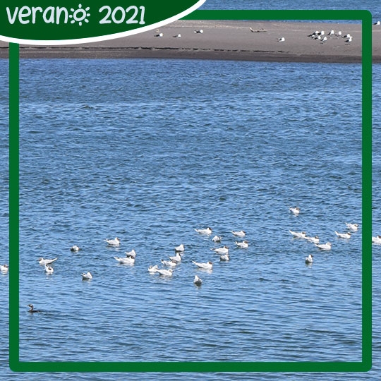 Gaviota de Franklin (Leucophaeus pipixcan) en el Río Bío-Bío, Parque Museo Pedro del Río Zañartu