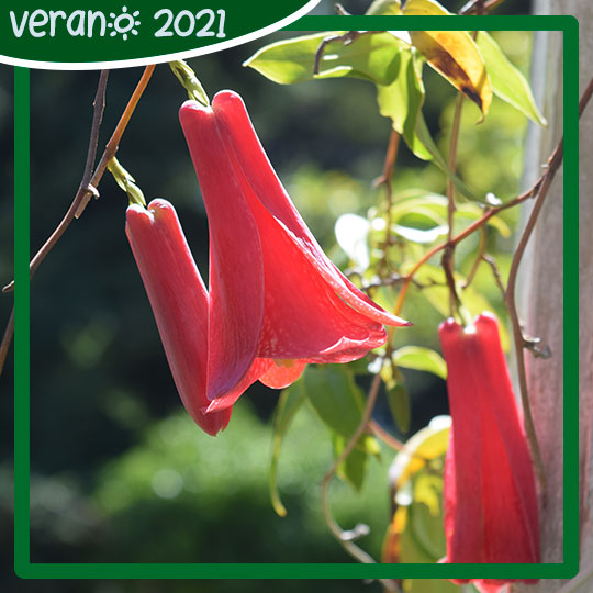 Copihue (Lapageria rosea) en Jardines del Museo.