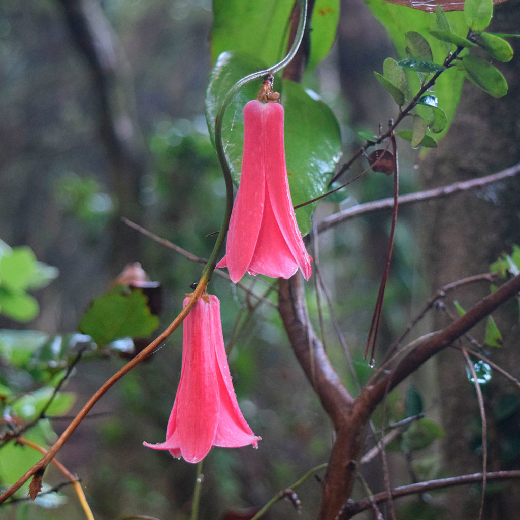 Copihue (Lapageria rosea) en el Parque Nativo.