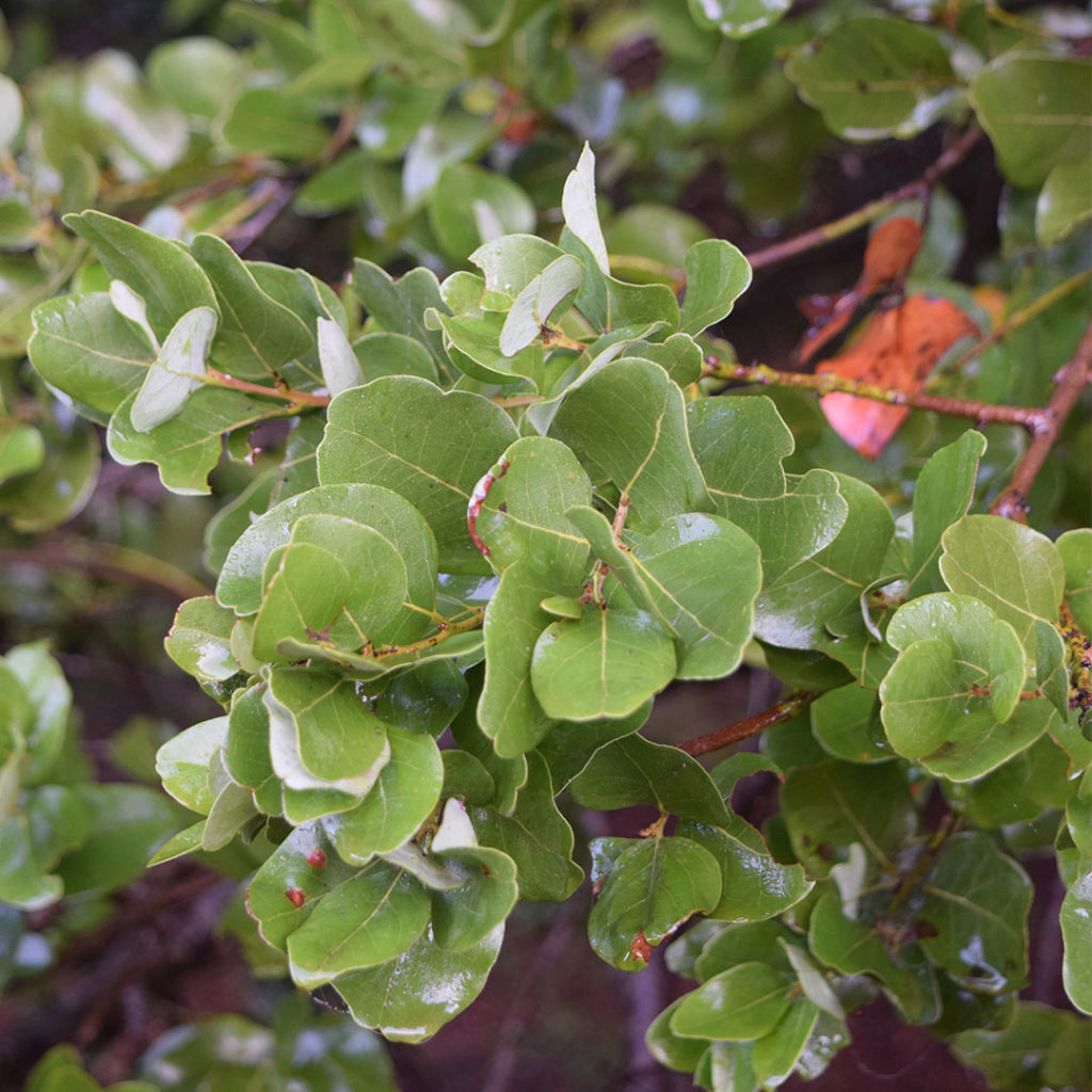 Hojas del Peumo, (Cryptocarya alba), Parque Museo Pedro del Río Zañartu