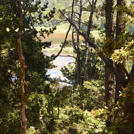 Bosque Nativo de Hualpén - Parque Museo Pedro del Río Zañartu