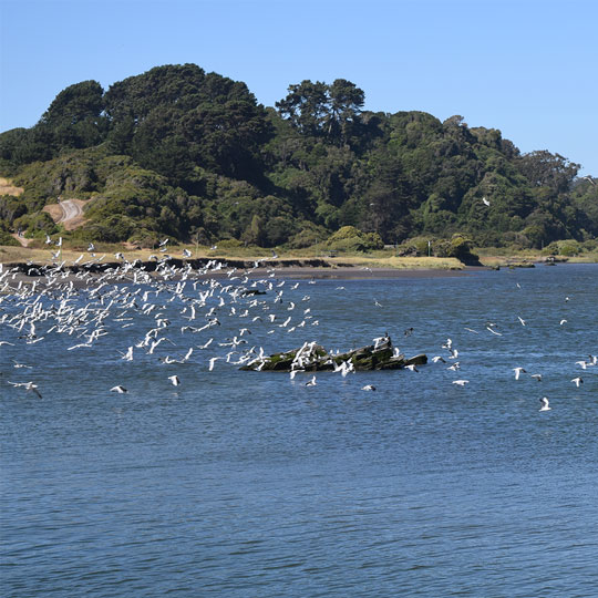 Río Bío Bío - Parque Museo Pedro del Río Zañartu