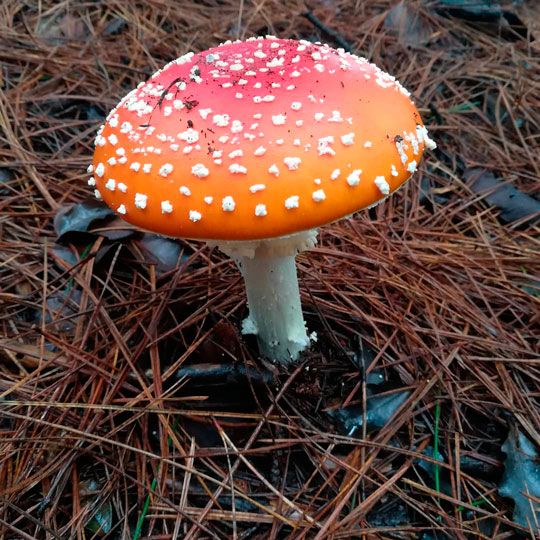 Amanita Muscaria - Parque Museo Pedro del Río Zañartu