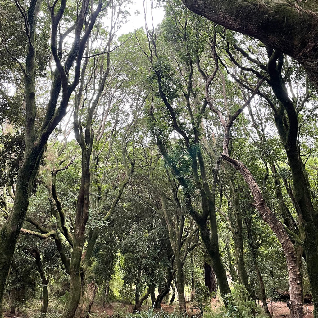 Bosque Nativo de Hualpén, Parque Museo Pedro del Río Zañartu